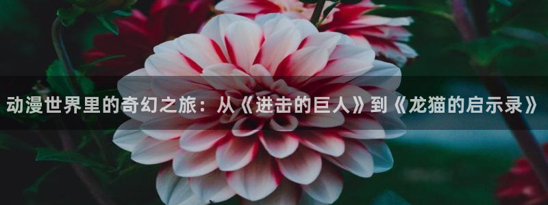 后宫露营樱花动漫在线观看